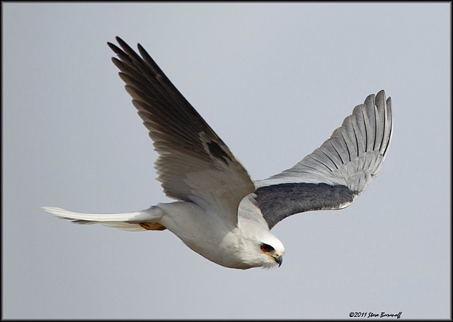 _1SB9811 white-tailed kite.jpg